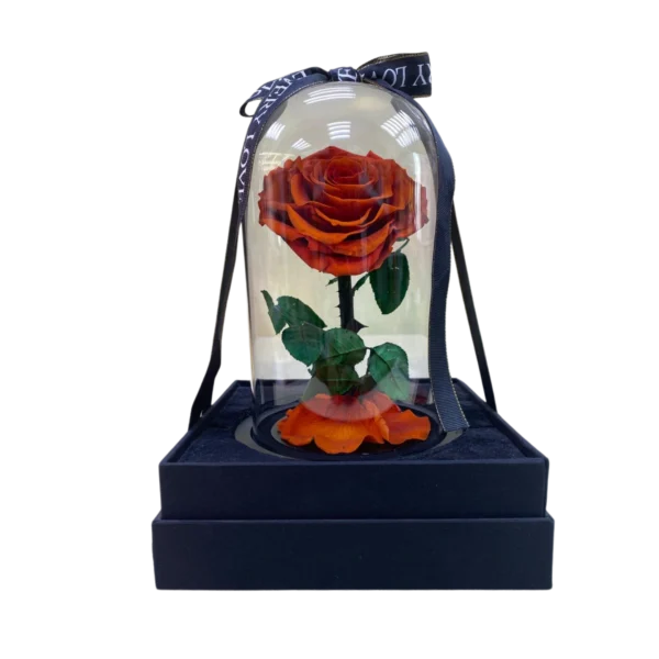Fiery Eternity Rose Dome